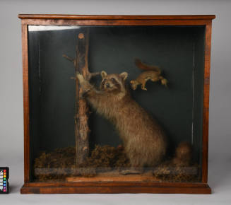 TAXIDERMY MOUNT