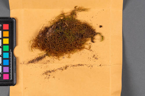 Moss Specimen