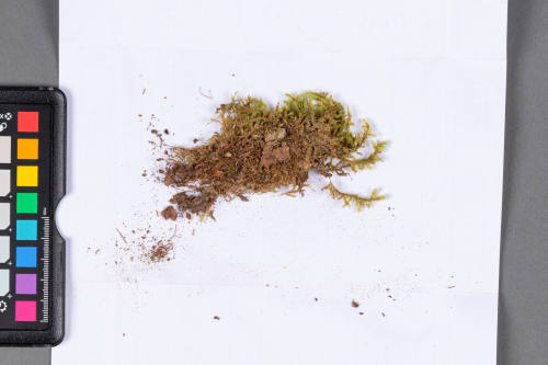 Moss Specimen