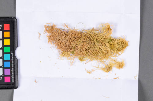 Moss Specimen