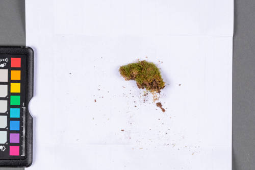 Moss Specimen