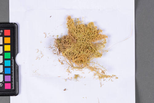 Moss Specimen