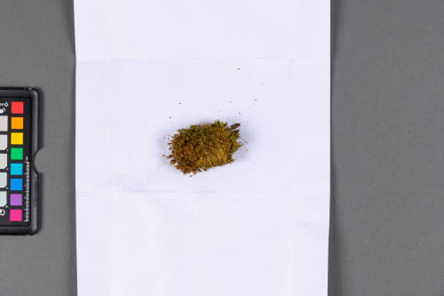 Moss Specimen