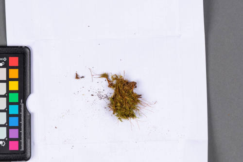 Moss Specimen