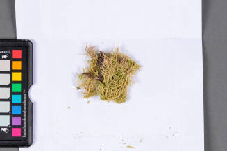 Moss Specimen