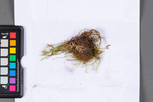 Moss Specimen