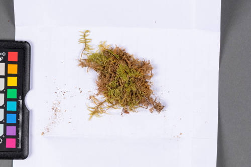 Moss Specimen