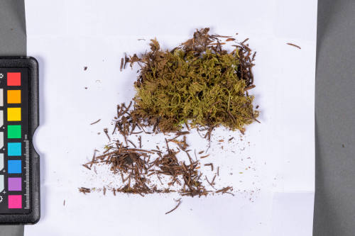 Moss Specimen