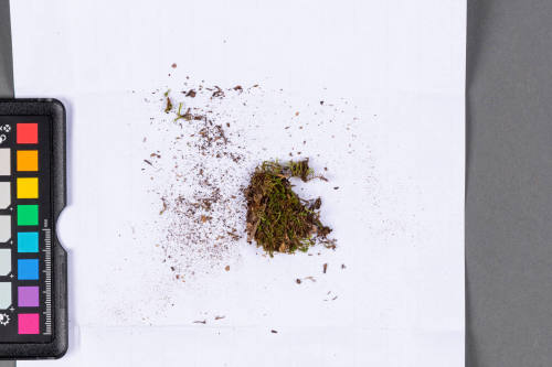 Moss Specimen