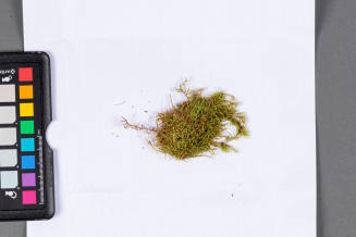 Moss Specimen