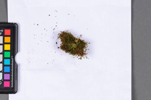 Moss Specimen