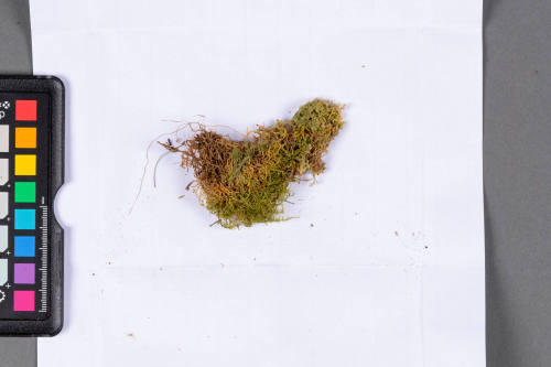 Moss Specimen