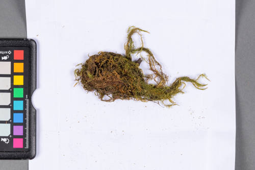 Moss Specimen