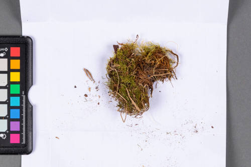 Moss Specimen