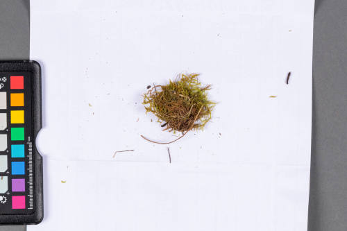 Moss Specimen