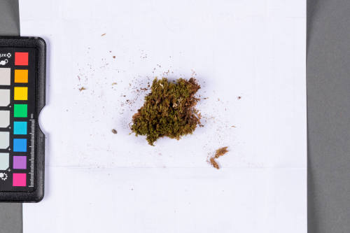 Moss Specimen